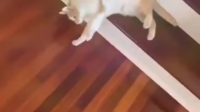 Cat Funny video 🐱🤣😝😜