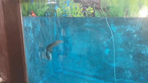 Beautiful Aquarium