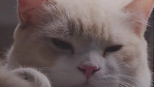 FunnyPetsToday,Funny Cat You Might Never See Before, part103