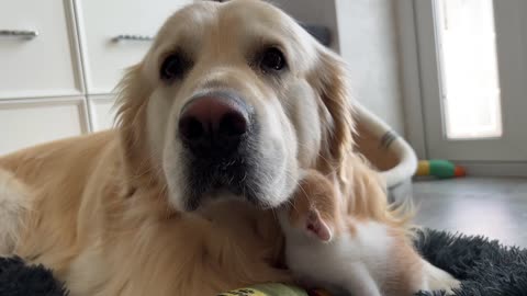 Cute Baby Kitten Loves a Golden Retriever