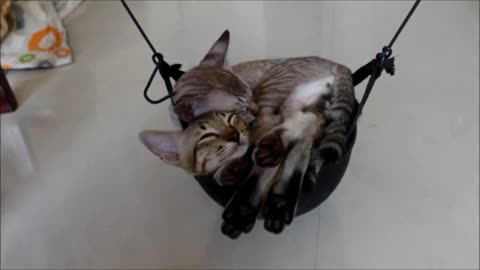 Kittens love to sleep in the helmet, Cream and Brown