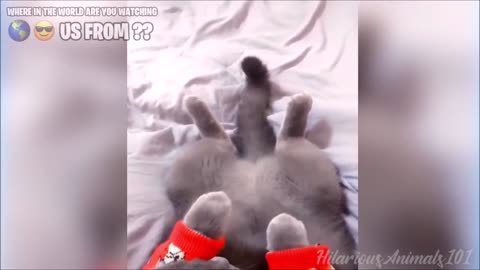 Funny Pets Videos Compilation ||Try Not to Laugh || 2023