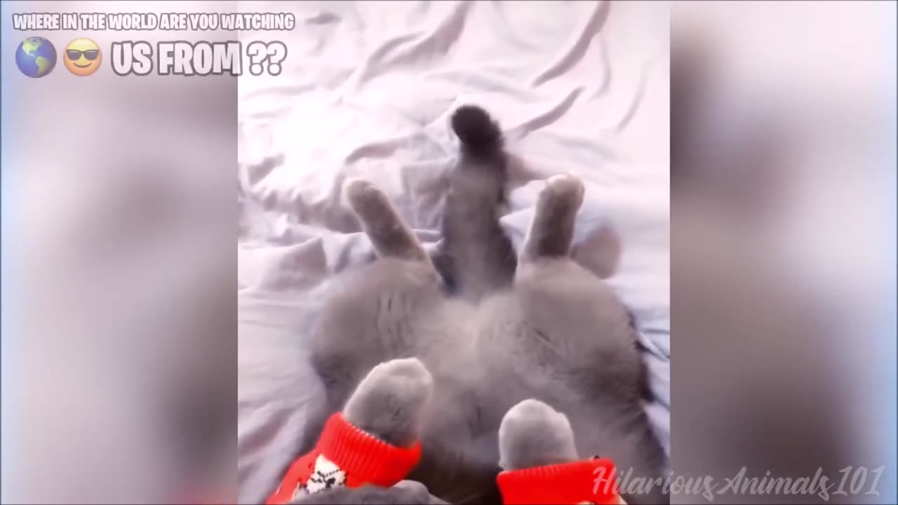 Funny Pets Videos Compilation ||Try Not to Laugh || 2023