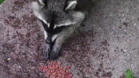 Pretty Raccoon Eating Cereal with Hands