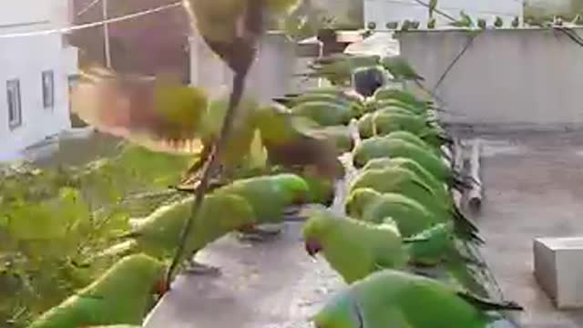 Two parrot Brothers speek English. To Ealckh other