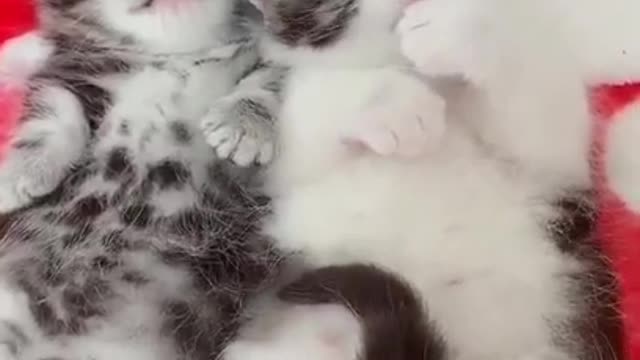 Cutest Baby Cats - Cute and Funny Cat Videos