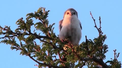 a pygmy falcon sits in a tree in africa