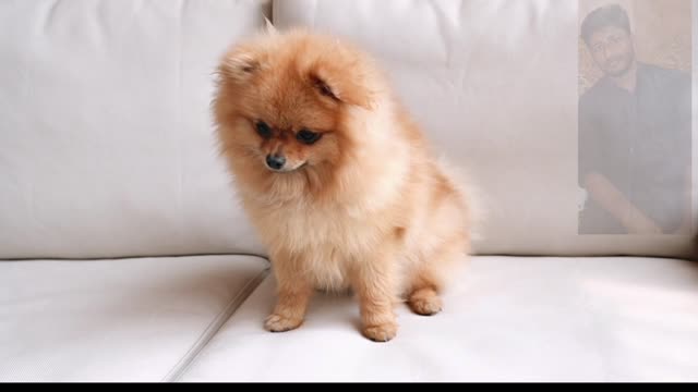 A Furry Dog Sitting on a Couch (3)
