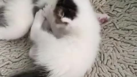 Cute and funny kittens