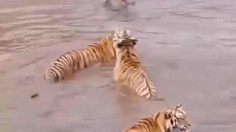 Animals Fighting!