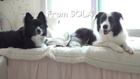 Unbelievable Transformation: Kitten Grows Up With A Dog ! Too Cute!