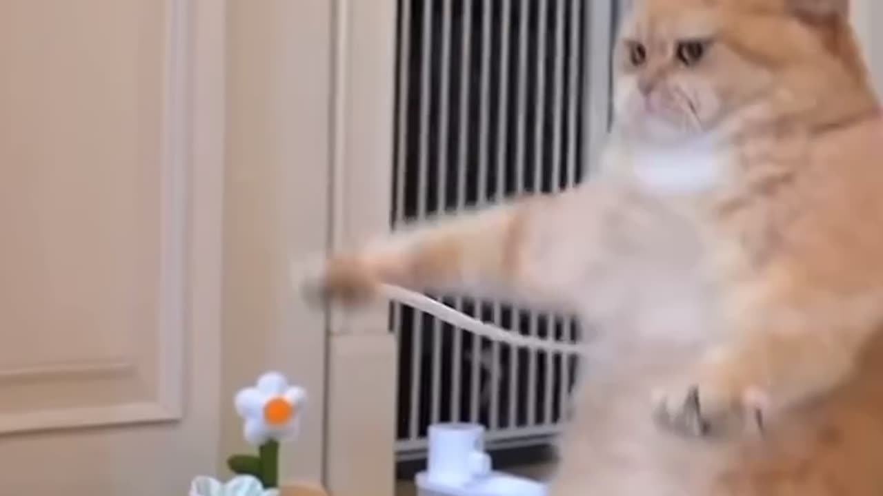 Playing cat