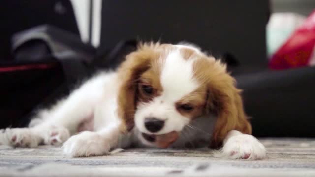 Funny little puppy eating his first meal