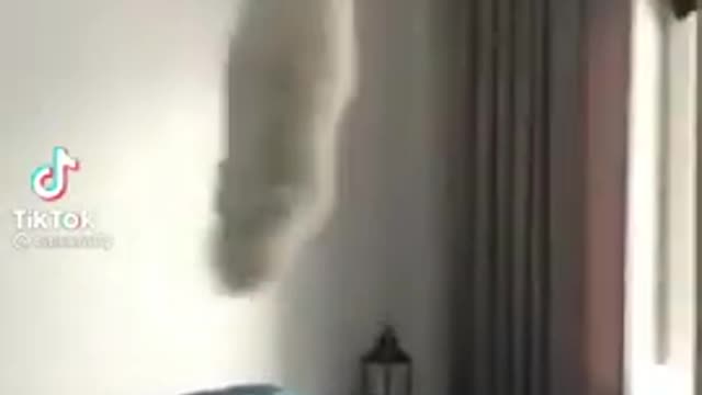 this cat is flying literally lol