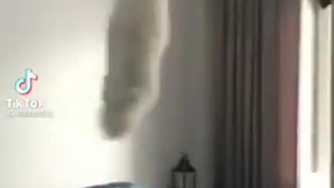 this cat is flying literally lol