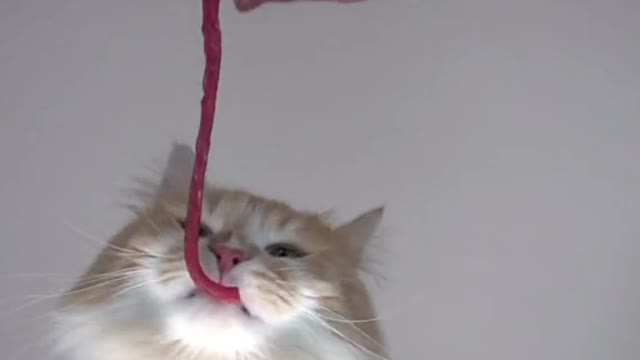 Cute and Funny Cat Videos Compilation - PART 25