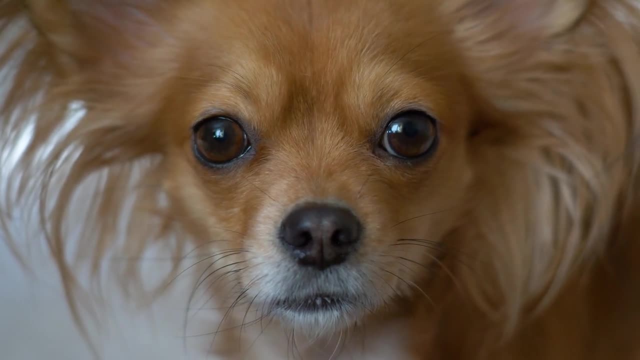 Beautiful close up portrait of an adorable chihuahua dog