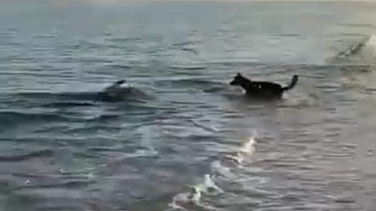 Fish and dog in the sea