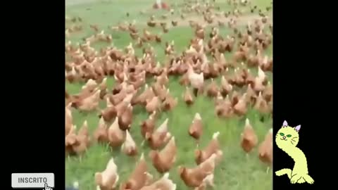 Smart little animals