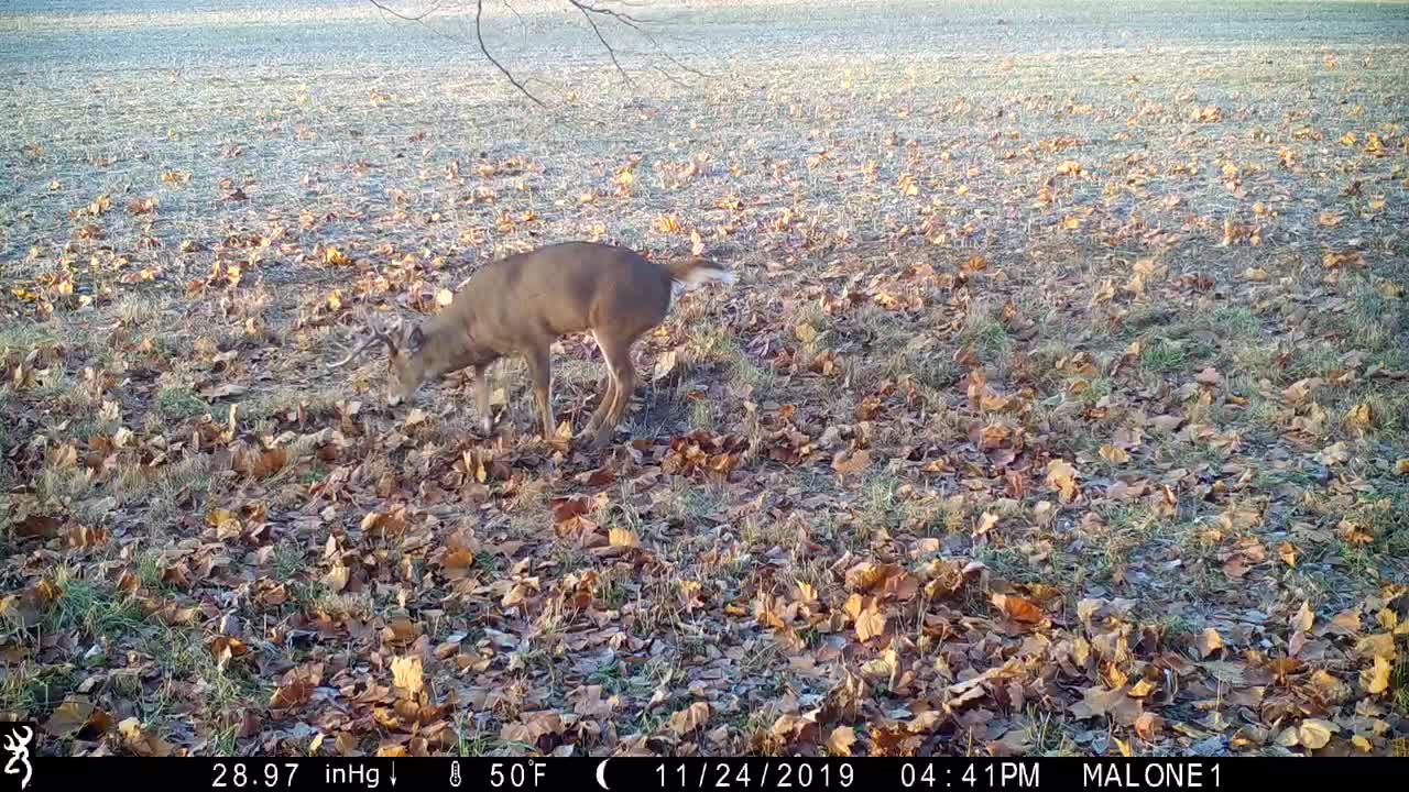 Buck raking his lawn the hard way