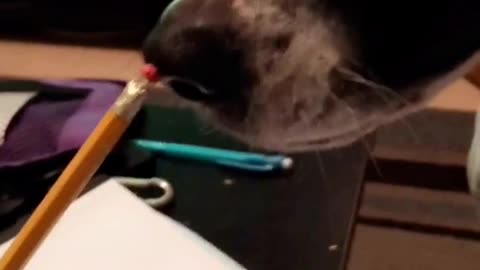 Black dog trying to eat owner's pencil eraser