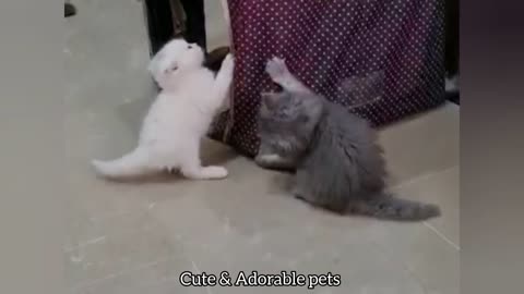 Baby Cats Playing Togather - Cute And Adorable