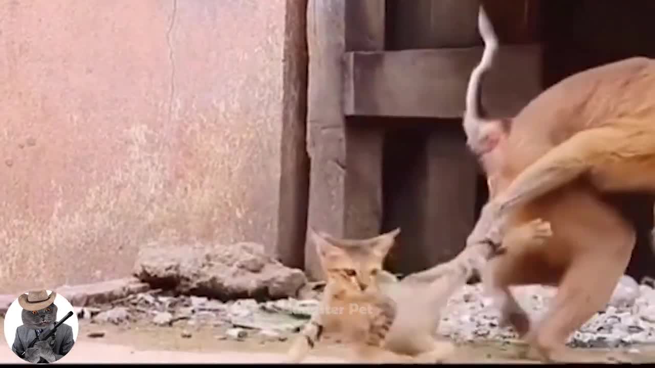 funny video try not to laugh////