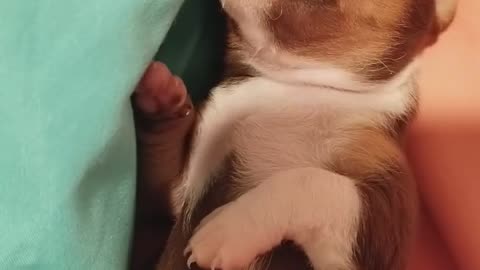 Tiny Puppy Dreaming