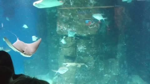 Stingray swims in the aquarium.