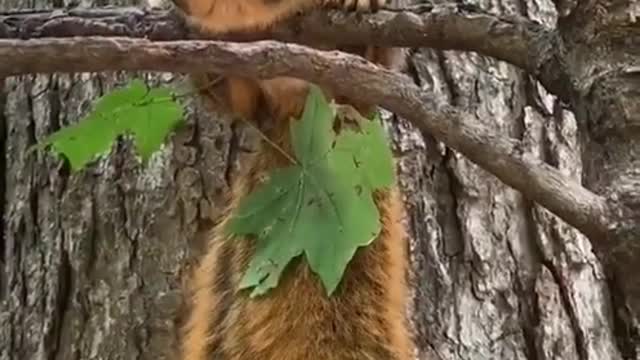 funny animals