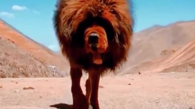 Is this a Tibetan mastiff? Its head looks something like a lion's head