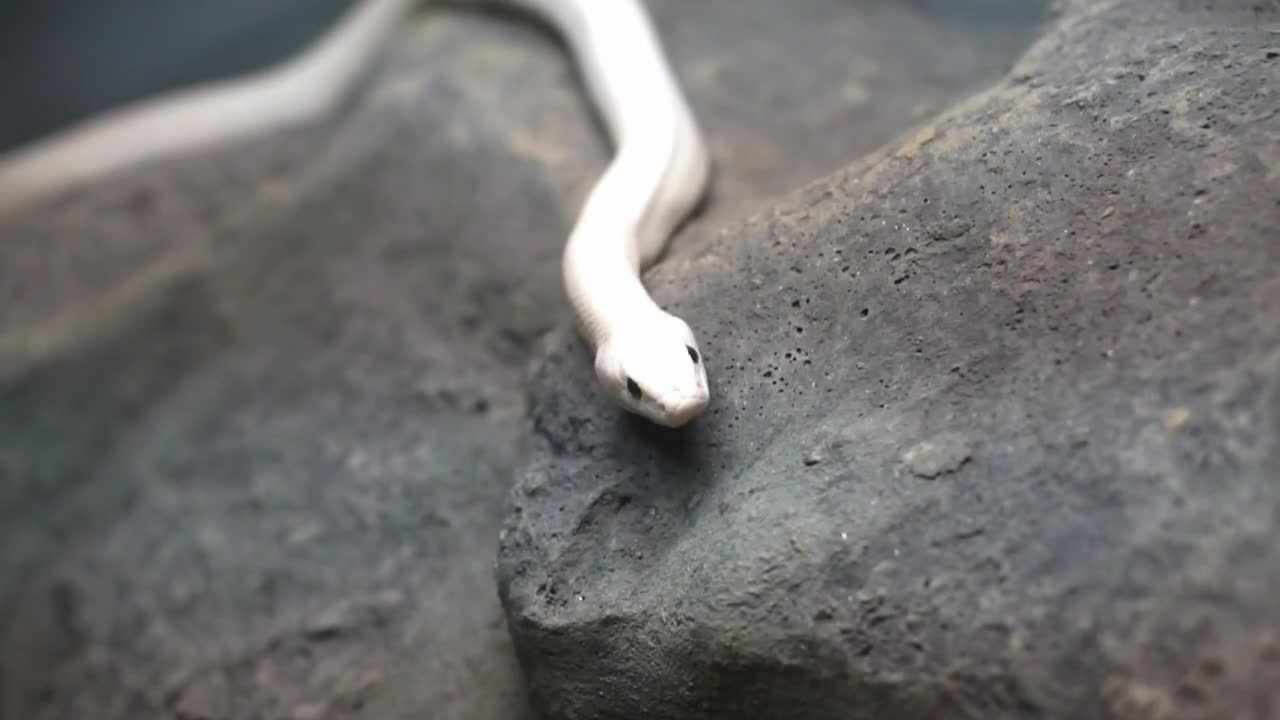 white texas rat snake crawling on stone