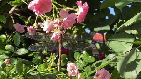 Dragonfly in the garden