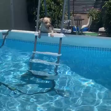 Yorkie uses Step-ladder for the Pool