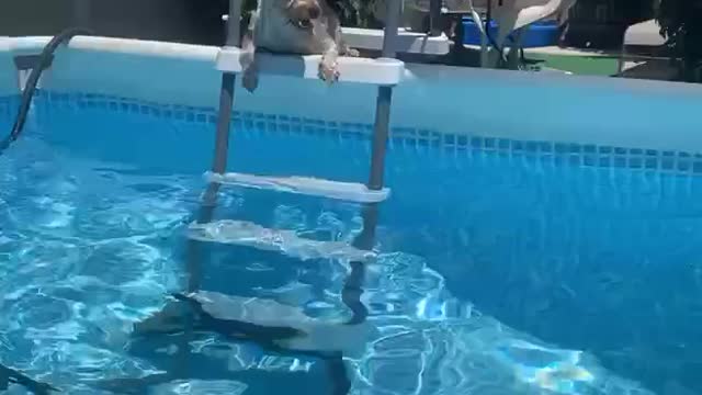 Yorkie uses Step-ladder for the Pool