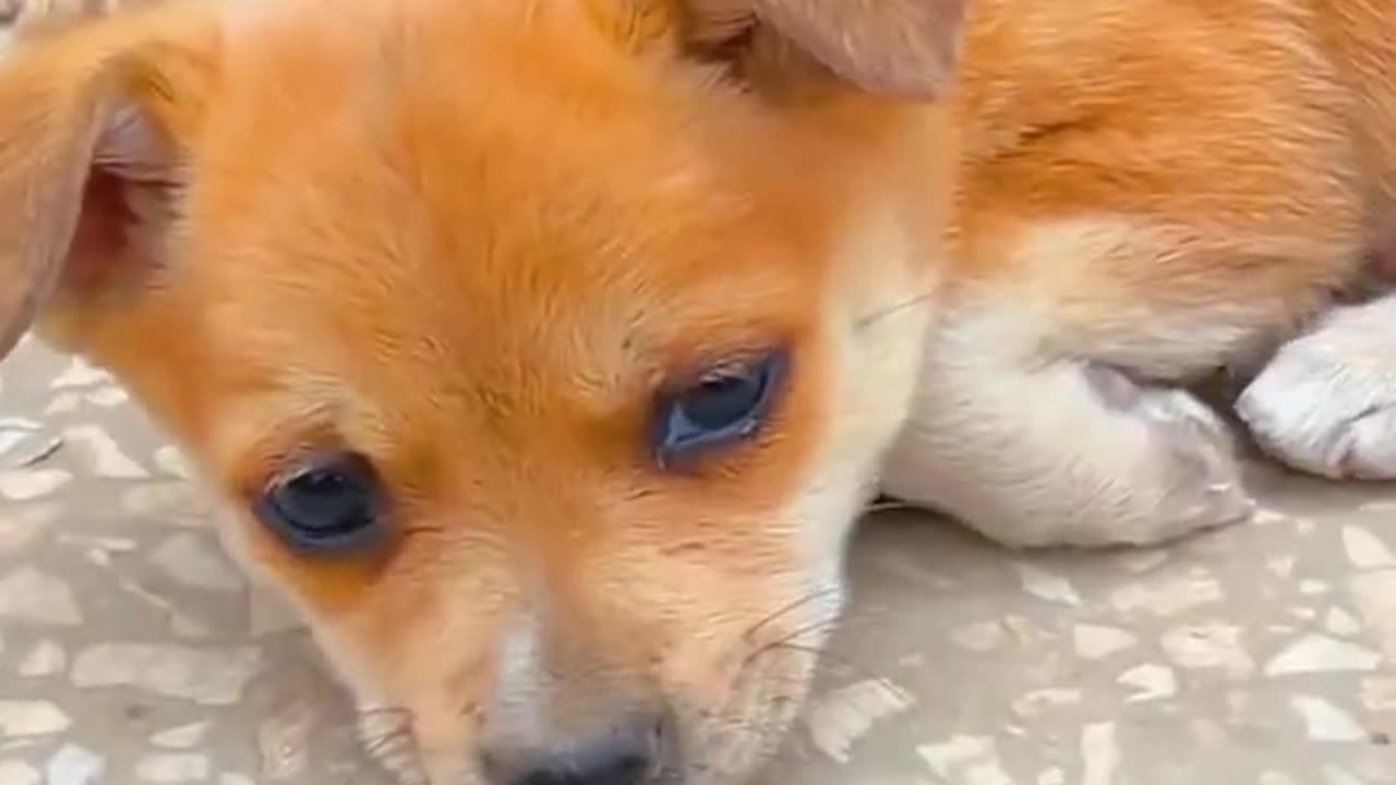 Cute dog