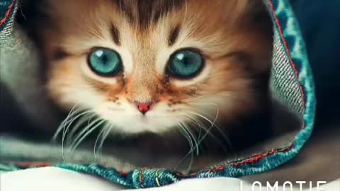 the funny cat video so cute