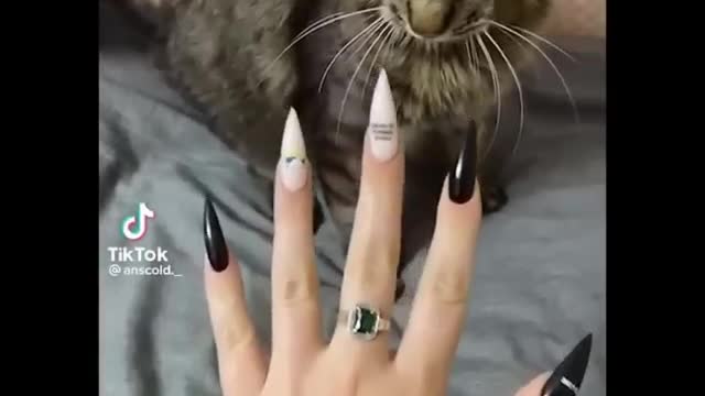 It's To LAUGH When Watching This Video Of The FUNNIEST CATS On Earth 😱