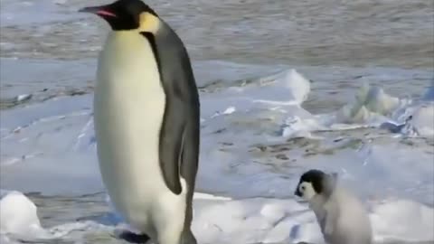Funny penguins voiceovers