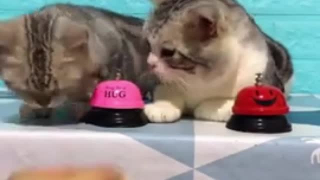 Funny cats are ordering for food