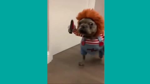 Funny moments with 🐶 Dogs