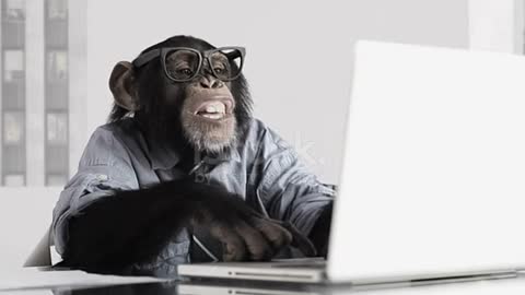 Monkey Business office stock video and cute.