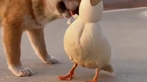 funny dogs vines🤣 funniest dog and cats 🤣awesome funny pet🤣 animals