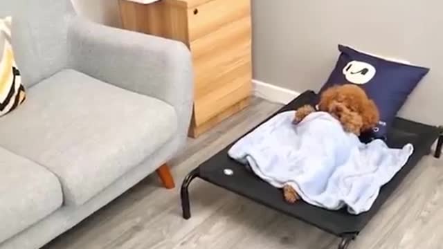 Cute doggy video