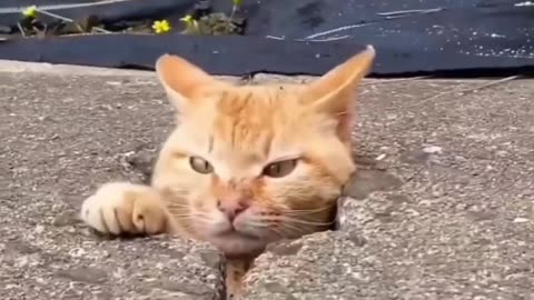 Funny animals videos😄 cute 🥰 kitchen viral, Funny animals world, funny kids and animals