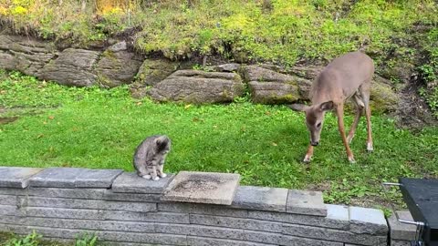 Sweet deer really wanst to brefiend kitty cat