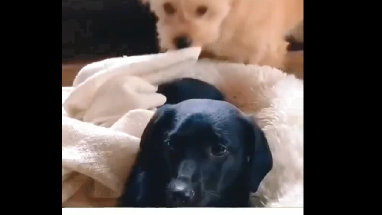 Cute dogs