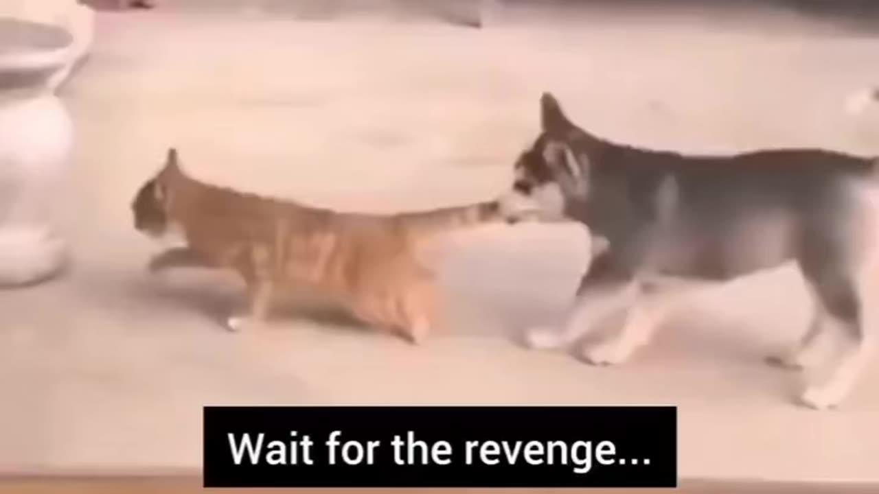 Cat revenge