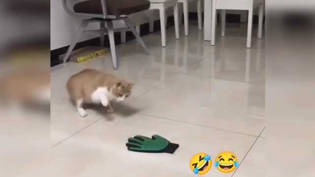 Funny_baby cats videos compilation try not laugh challenge