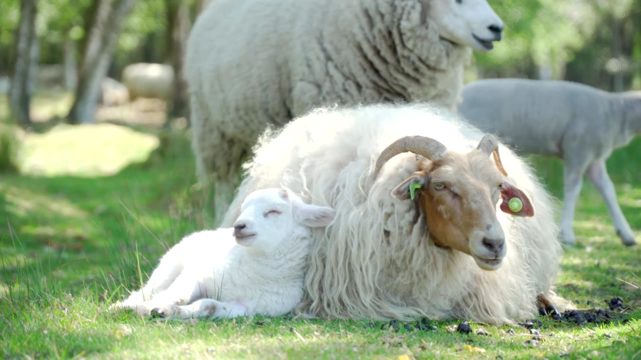 Beautiful sheep